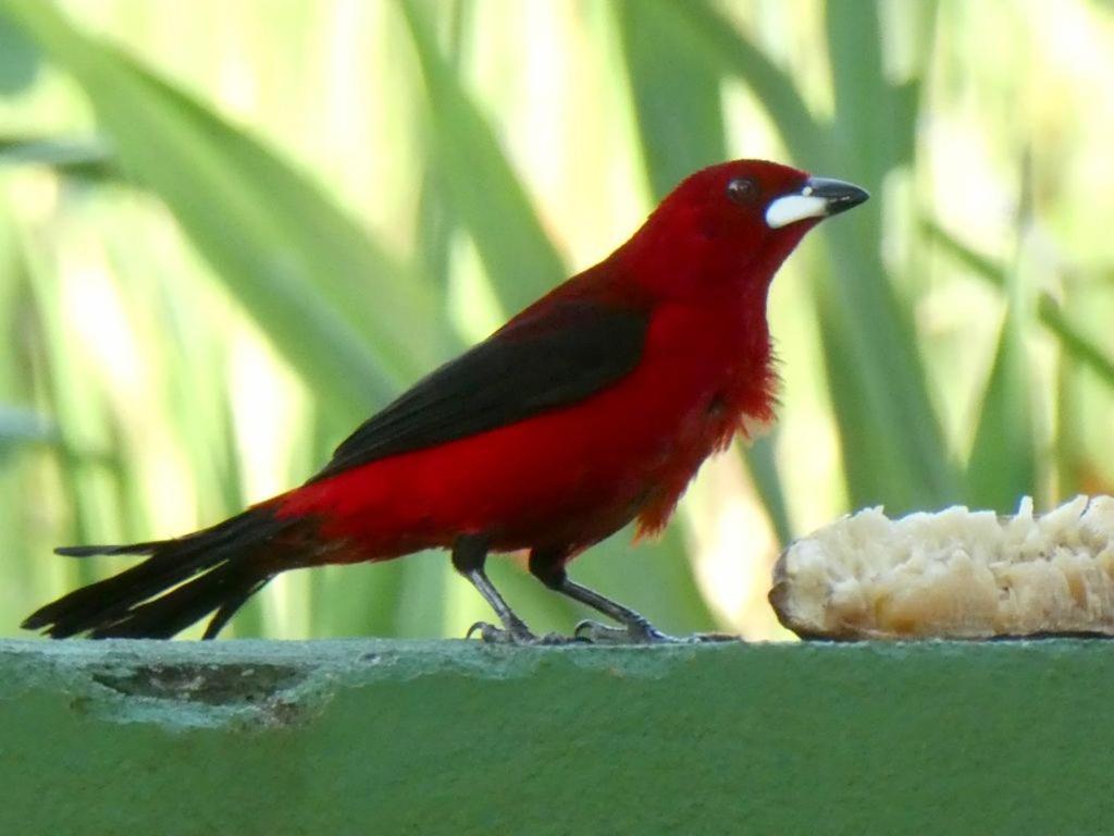Pousada Mangue Seco Itaunas  Eksteriør bilde